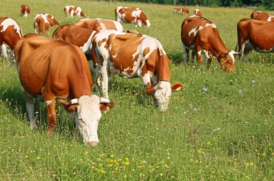 Illustration browsing - Image 1