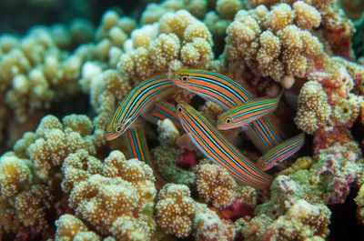 Illustration weavers - Image 1