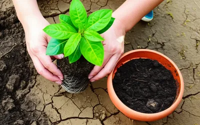 Illustration retrieved - Image 1