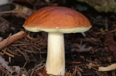 Illustration mushroom