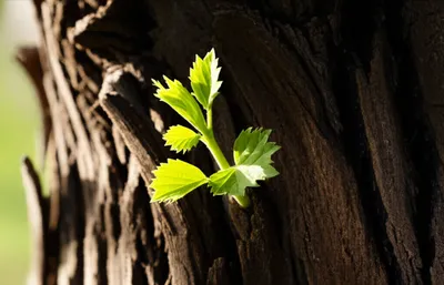 Hình ảnh minh họa rebore - Ảnh 1