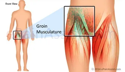 Illustration groin - Image 2