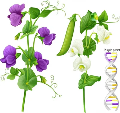 Illustration anlage - Image 1