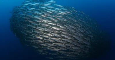 Illustration shoal - Image 1