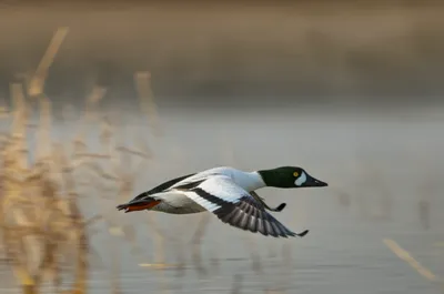 Illustration whistler - Image 1