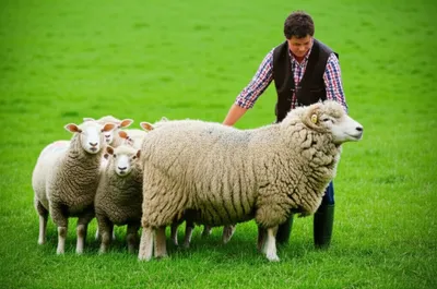 Illustration topping - Image 1