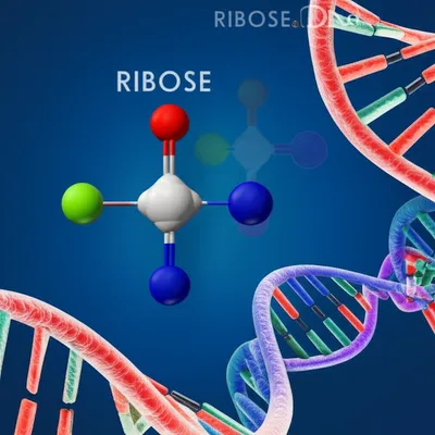 Illustration deoxyribose