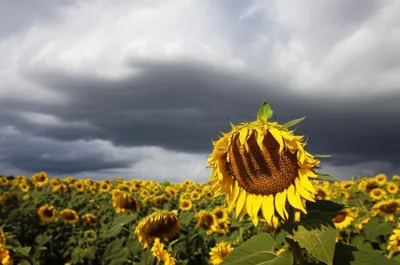 Illustration humour - Image 1