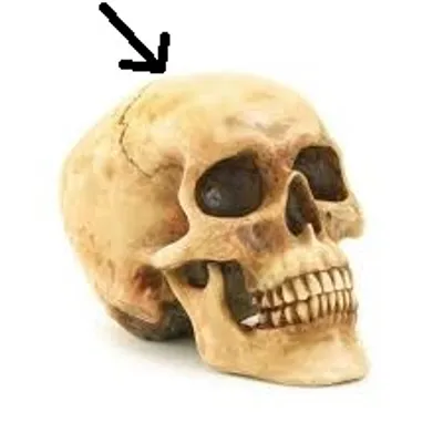 Illustration skullcap - Image 2