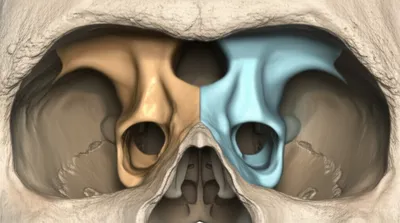 Illustration palatines - Image 1