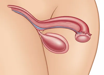 Illustration cocks - Image 1