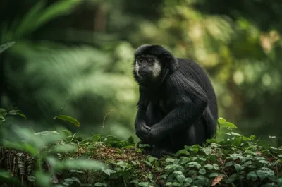 Illustration monk - Image 1