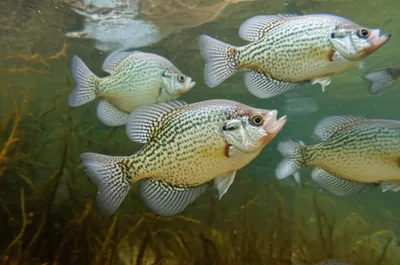 Illustration bachelors - Image 1