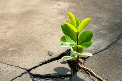 Illustration strengthening - Image 1