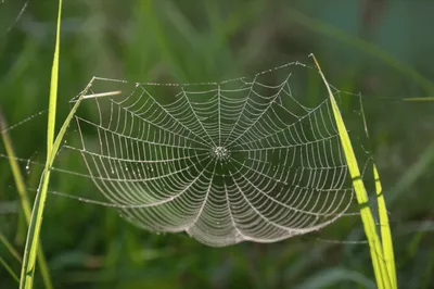 Illustration films - Image 1