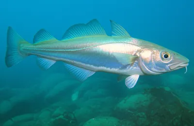 Illustration whiting - Image 1