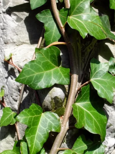 Illustration entwining