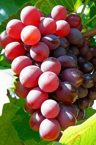 Illustration clusters - Image 1