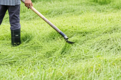 Illustration hay - Image 1