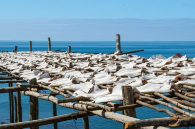 Illustration flake - Image 1