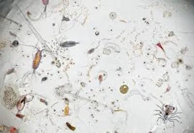 Illustration plankton - Image 2