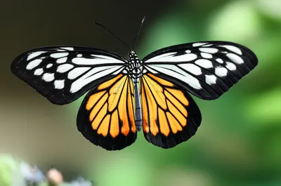 Illustration unfolded - Image 1