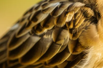 Illustration coat - Image 1