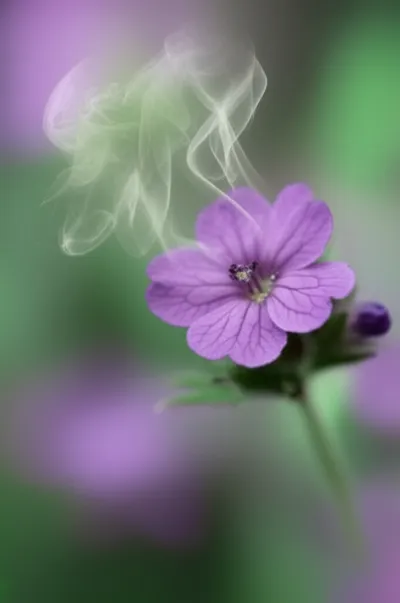 Illustration violet - Image 1