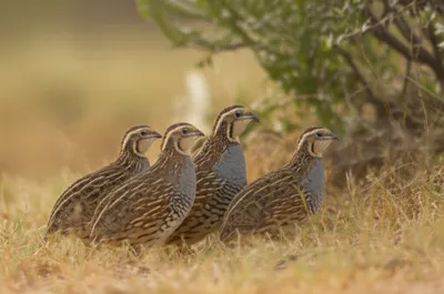 Illustration bevy - Image 1