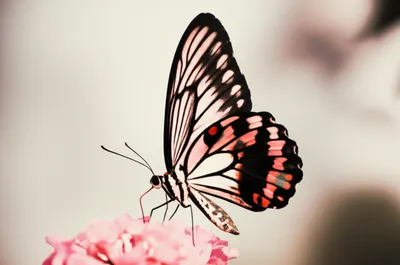 Illustration beautiful - Image 1