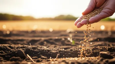 Illustration seeding - Image 1