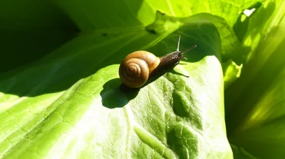 Illustration slugs - Image 1