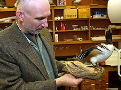 Illustration ornithology - Image 2