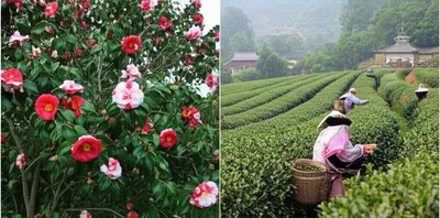 Illustration camellia