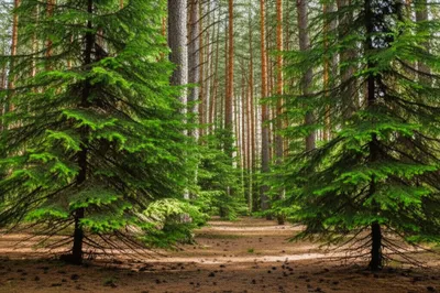 Illustration pines - Image 1