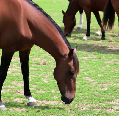 Illustration gelding - Image 1