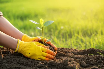 Illustration investment - Image 1