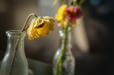 Illustration milder - Image 1