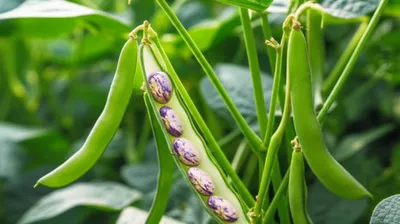 Illustration lenses - Image 1