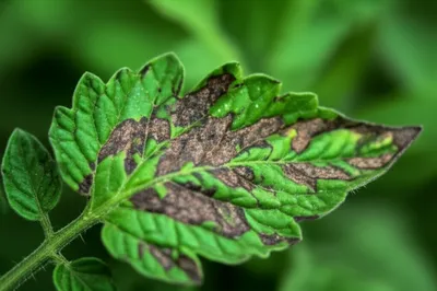 Illustration scabs - Image 1