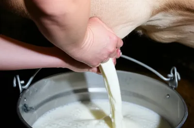 Illustration milks - Image 1