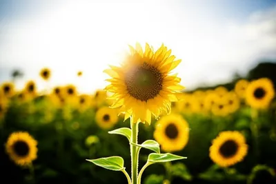 Illustration intensifying - Image 1