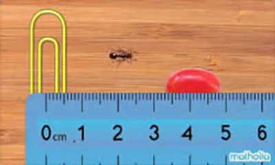 Illustration centimeter - Image 2