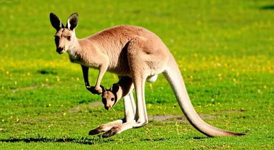 Illustration pouches - Image 1