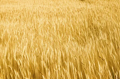 Illustration sown - Image 1