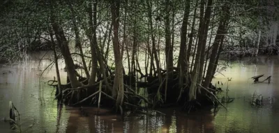 Illustration house - Image 1