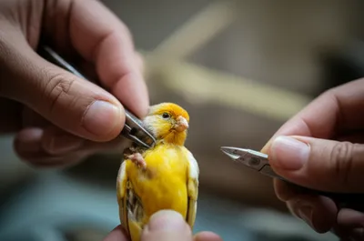 Illustration coping - Image 1