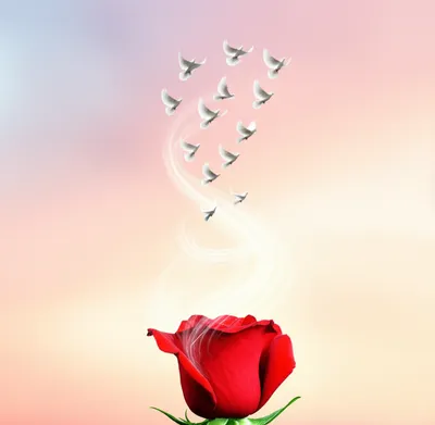 Illustration rose - Image 1