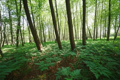 Illustration woods - Image 1