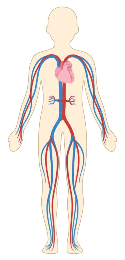 Illustration cardiovascular - Image 2
